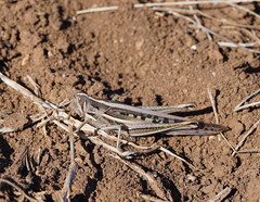 Austracris guttulosa