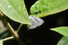 Ostrinotes sophocles