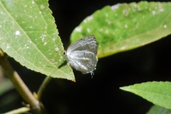 Ostrinotes sophocles