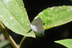 Ostrinotes sophocles