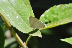 Ostrinotes sophocles