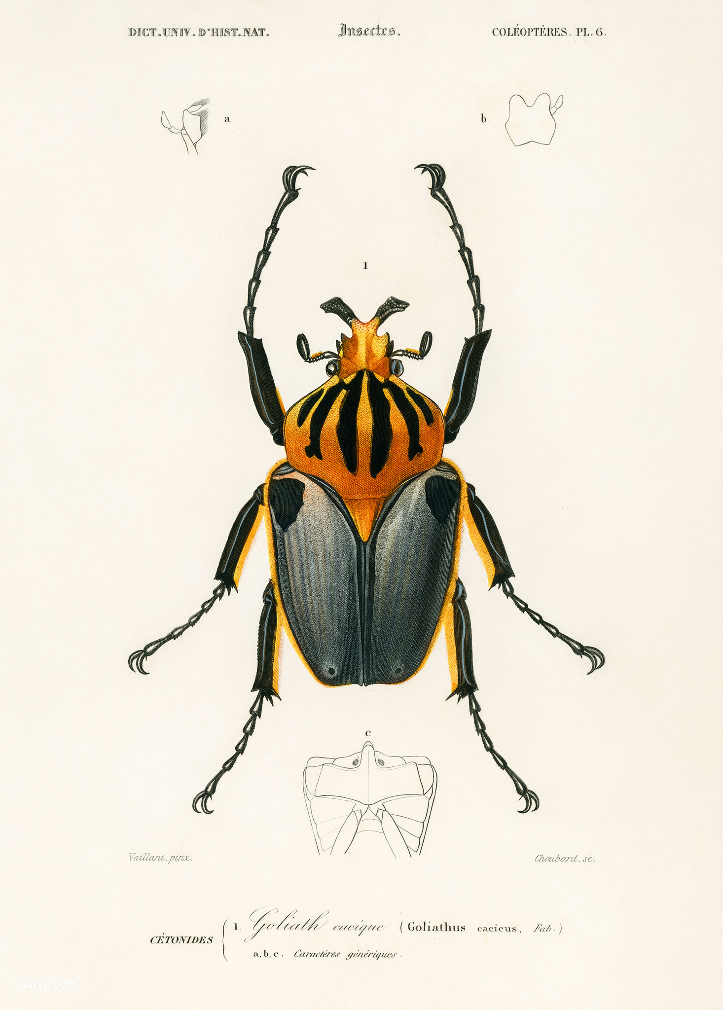 chief goliath beetle (Goliathus cacicus) · iNaturalist