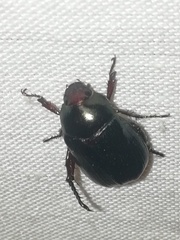 Paranomala cincta