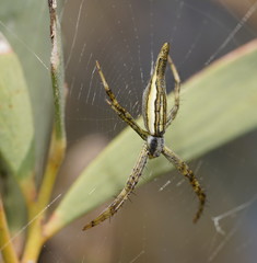 Argiope probata