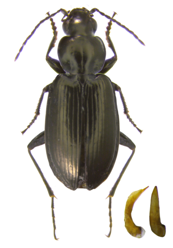 Agonum munsteri