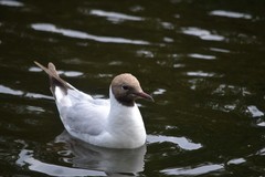 Chroicocephalus ridibundus