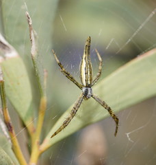 Argiope probata