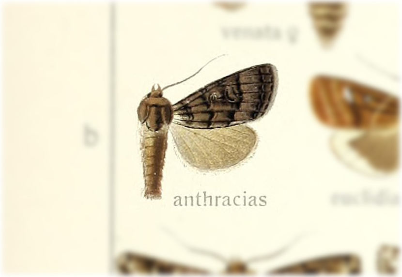 Haliophyle anthracias