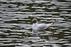 Chroicocephalus ridibundus