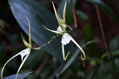 Brassia verrucosa