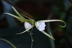 Brassia verrucosa