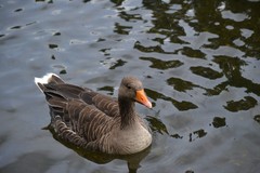 Anser anser