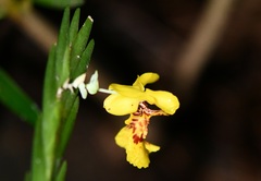 Lockhartia oerstedii