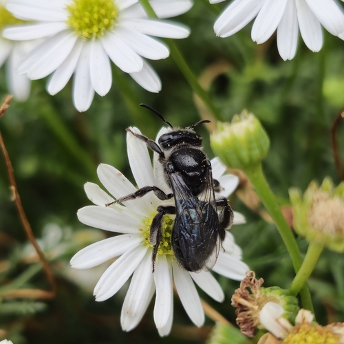 Leioproctus bacchalis