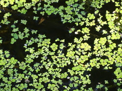 Spirodela polyrhiza