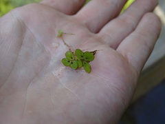 Spirodela polyrhiza