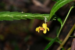 Lockhartia oerstedii