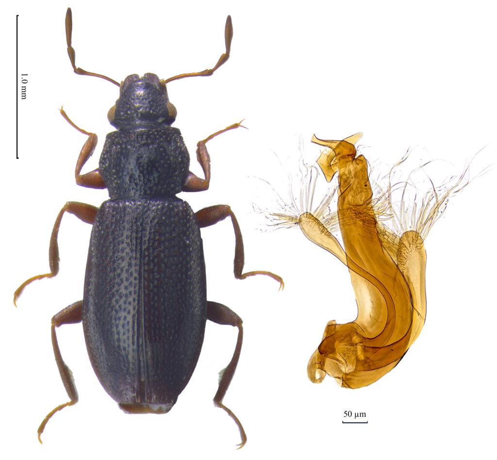 Hydraena galatica