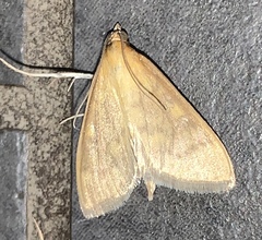 Ostrinia