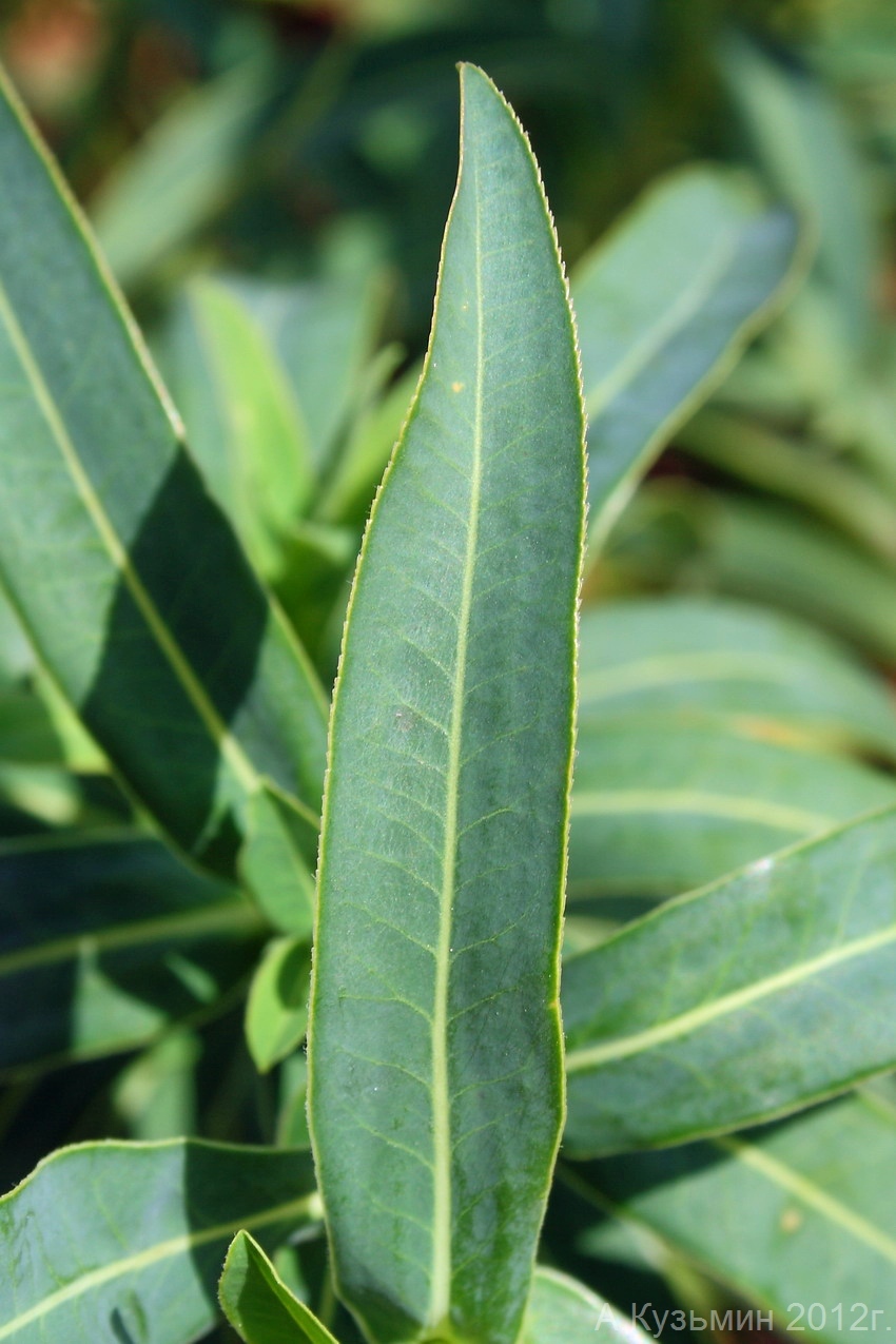 Молочай Полумохнатый (Euphorbia semivillosa)