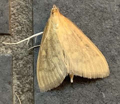 Ostrinia