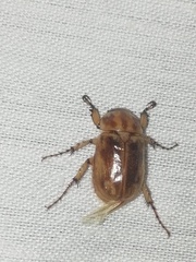 Cyclocephala lunulata