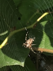 Araneus diadematus
