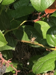 Araneus diadematus