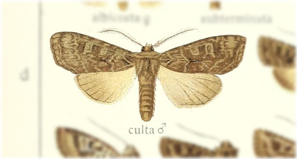 Polia culta