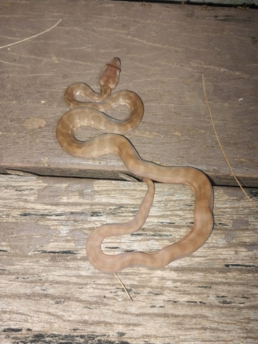 Darwin Carpet Python sighting