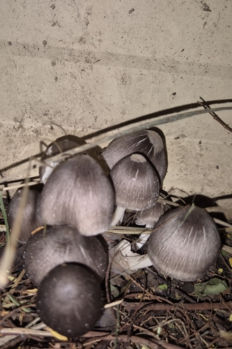 paddy straw mushroom