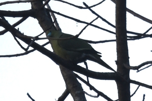 Pin-tailed Green Pigeon (Treron apicauda), photo 4