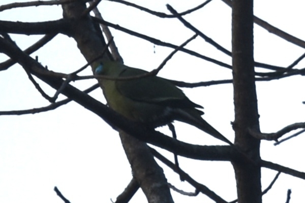 Pin-tailed Green Pigeon (Treron apicauda), photo 7