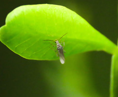 Coniopteryginae