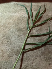 Tripsacum dactyloides