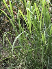 Tripsacum dactyloides