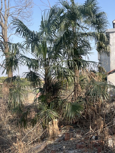 Chusan Palm