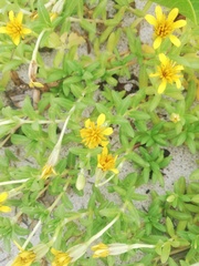 Pectis multiflosculosa