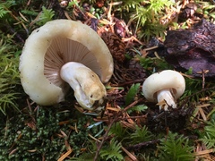 Russula crassotunicata