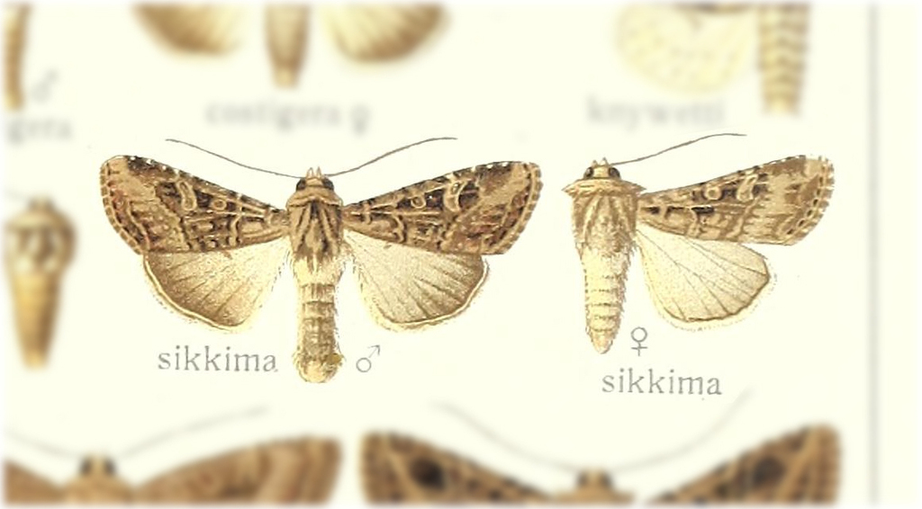 Apospasta sikkima