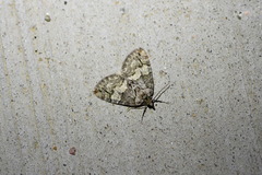 Hydriomena renunciata