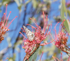 Grevillea decora
