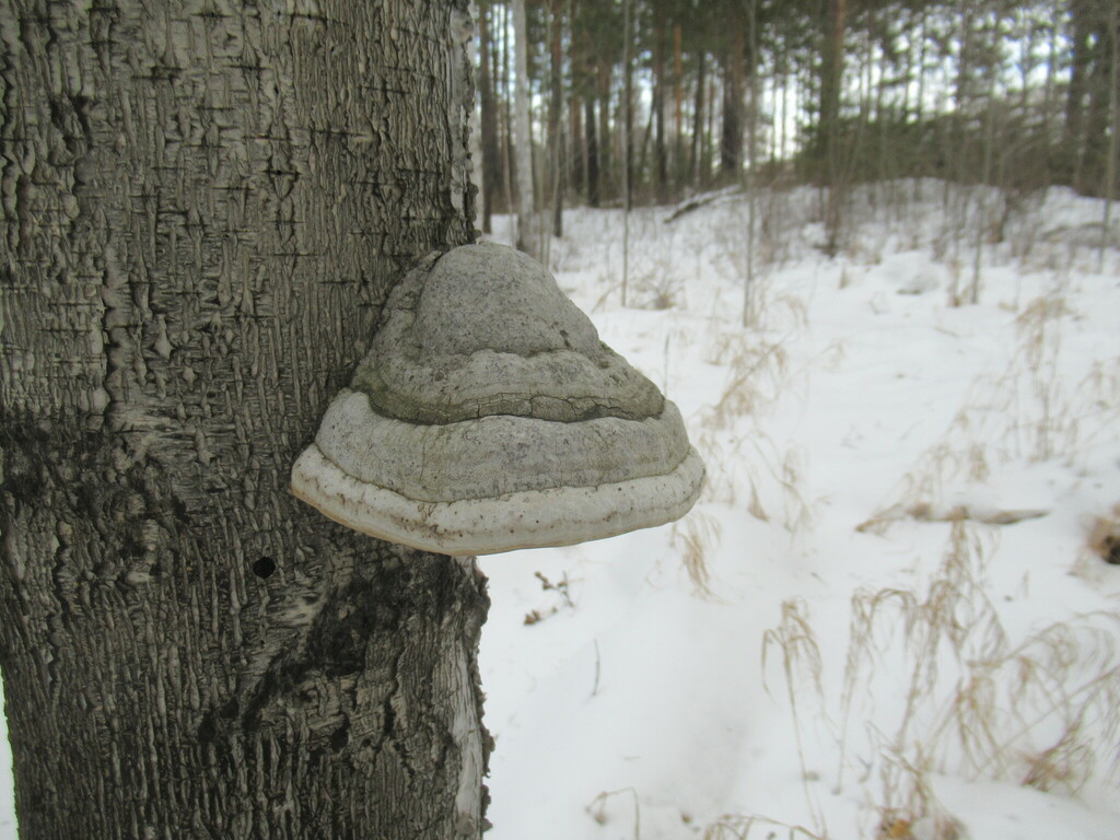 Fomes fomentarius · February 2025 · photo: © smsergey (iNaturalist, cc-by-nc)