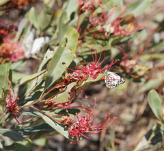 Grevillea decora