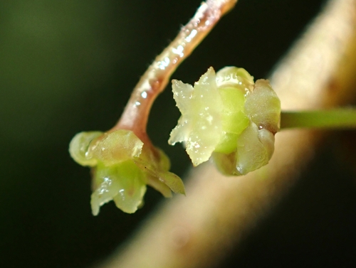 Amborella trichopoda observed 2025-02-12
