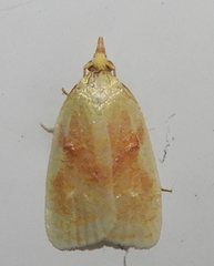 Cenopis