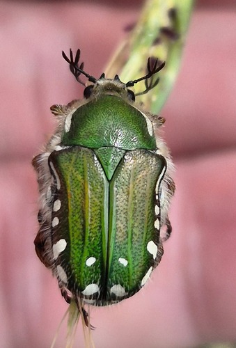 Gnathocera hirta