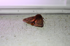 Phragmatobia assimilans