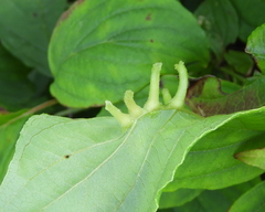 Craneiobia tuba