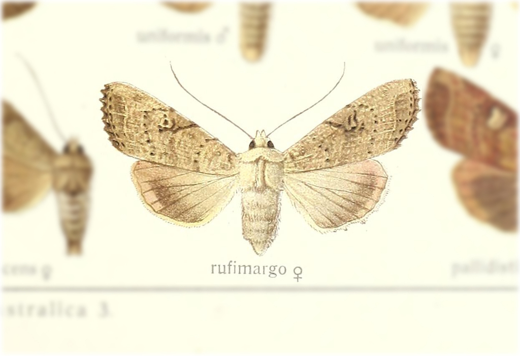 Tiracola rufimargo
